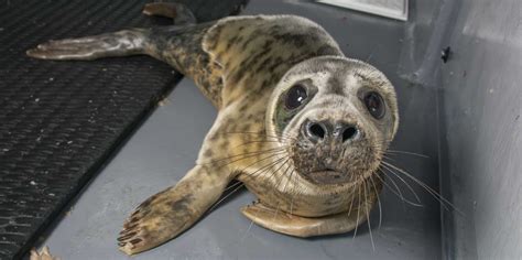 bdmlsr|bdmlr cornwall seal hospital.